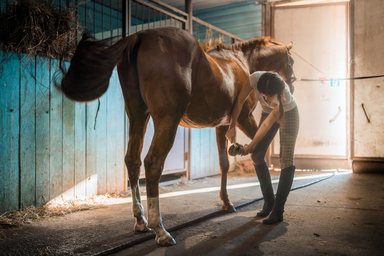 Young Woman Is Cleaning Horse’s Hoof in Stable