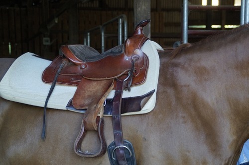saddle-806828_1280.jpg